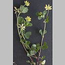 Trifolium dubium (koniczyna drobnogłówkowa)
