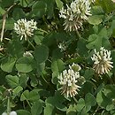 Trifolium repens (koniczyna biała)