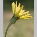 Tragopogon pratensis ssp. pratensis (kozibród łąkowy typowy)
