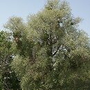 Salix alba vs. S. fragilis (porównanie wierzby białej i kruchej)