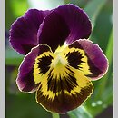 Viola ×williamsii (fiołek Williamsa)