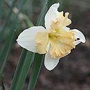 Narcissus Taurus