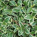Buxus sempervirens Silver Beauty