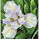 Iris Spell of Spring