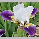 Iris Ballada