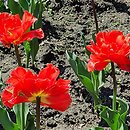 Tulipa Garden Flevor