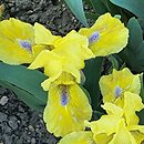 Iris Galleon Gold
