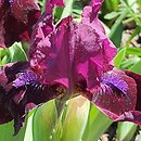 Iris Two Rubies
