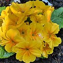 Primula ×polyantha Hethor Goldorange