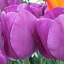 Tulipa Purple Lady