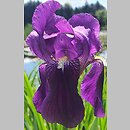 Iris Nepalensis