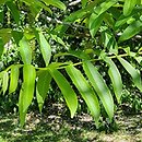 Pterocarya rhoifolia (skrzydłorzech japoński)