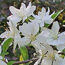Malus floribunda (jabłoń kwiecista)