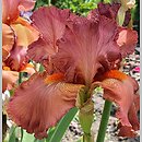 Iris Copper Classic