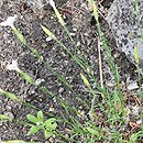 Dianthus integer (goździk całobrzegi)