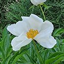 Paeonia lactiflora White Beauty