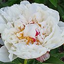 Paeonia lactiflora Couronne d'Or'
