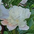 Paeonia lactiflora Mme de Galhau