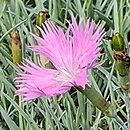 Dianthus Theresa