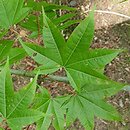 Acer campbellii (klon chiński)