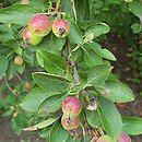 Malus spectabilis (jabłoń nadobna)