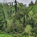 Juniperus communis Horstmann