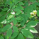 Acer maximowiczianum (klon nikkoński)