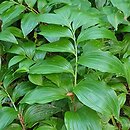 Polygonatum latifolium (kokoryczka szerokolistna)