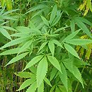 Cannabis sativa (konopie siewne)