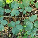 Rubus bohemo-polonicus (jeżyna pograniczna)