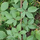 Rubus gallinimontanus (jeżyna kogucia)