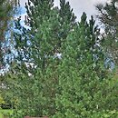 Pinus cembra Fastigiata