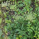 Angelica acutiloba (dzięgiel ostroklapowy)