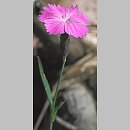 Dianthus nitidus (goździk lśniący)
