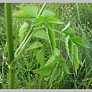 Ostericum palustre (starodub łąkowy)
