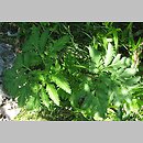 Pleurospermum austriacum (żebrowiec górski)