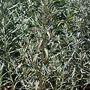 Artemisia lanata (bylica wełnista)