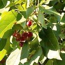 Malus baccata (jabłoń jagodowa)