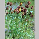 Trifolium badium (koniczyna brunatna)