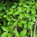 Lardizabalaceae (krępienowate)