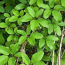 Akebia quinata (akebia pięciolistkowa)