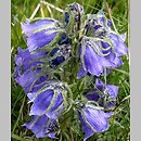 Campanula alpina (dzwonek alpejski)