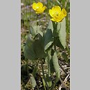 Ranunculus thora (jaskier okrągłolistny)