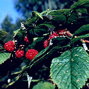Rubus idaeus (malina właściwa)