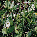 Menyanthaceae (bobrkowate)
