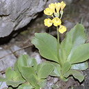 Primula auricula (pierwiosnek łyszczak)