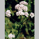 Valeriana officinalis (kozłek lekarski)