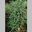 Polygonatum verticillatum (kokoryczka okółkowa)
