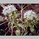 Petasites albus (lepiężnik biały)