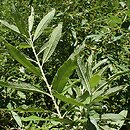 Salix ×dasyclados (wierzba długokończysta)